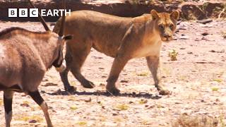 שעה אחת של קרבות בעלי חיים קטלניים בטבע | BBC Earth