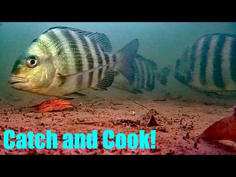 I Threw My Camera Under a Dock! Catch and Cook + Rare Fish Caught!