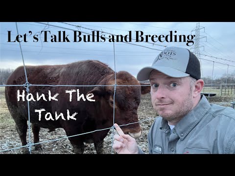Cattle Breeding Dates and The Bull (beginner level)
