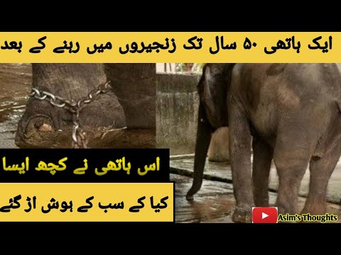 An Elephant unchained after 50 years |Story of an Elephant | Asim's Thoughts