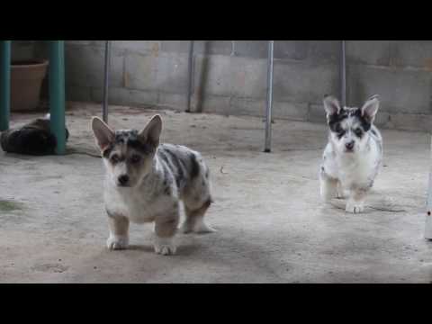 download lagu mp3 mp4 Horgi, download lagu Horgi gratis, unduh video klip Download Horgi Mp3 dan Mp4 Youtube Gratis