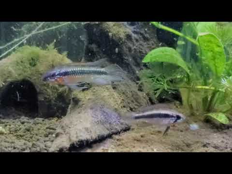 Apistogramma elizabethae Rio Uaupes