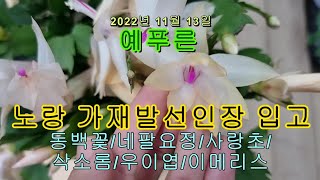 (예푸른) 노랑가재발 선인장/사랑초/ 보라싸리/ 삭소롬/