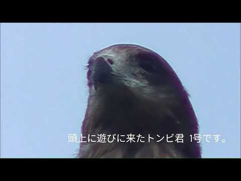 51Corte de grama deste ano (2023) Fotografia aérea com drone MVC2 17/11