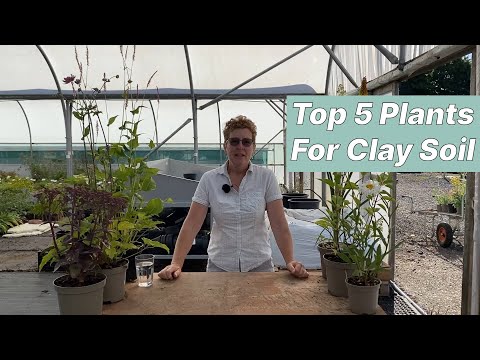 Best Plants For Clay Soils (Top 5)