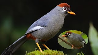 Download lagu Pancingan Poksay Mandarin agar Cepat Gacor mp3