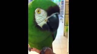 preview picture of video 'Liu the Severe Macaw talking at the Wilson Parrot Foundation 1'