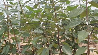 체리나무 모든것 
Sweet cherry Tree 진도명량체리원 
콜트 VV UFO 희생지 정리 전정
