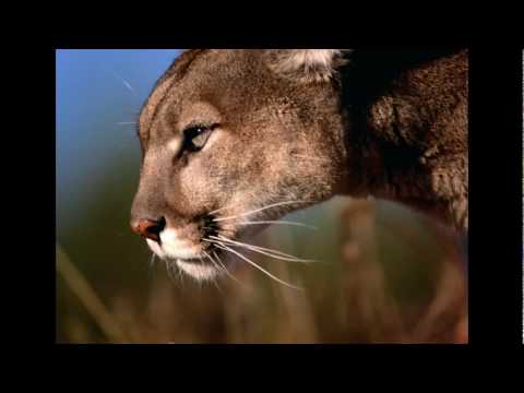 Bissen-Sand(2010 Version)