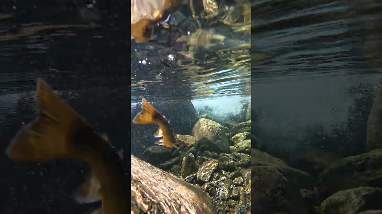 今年、二匹目釣れた！？水の中はどうなっているのか？ #tohoku  #岩手県 #渓流釣り #餌釣り #イワナ