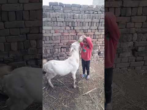 , title : 'Goat Drink Milk 🍼 In Feeder 🤤😁 #trending'