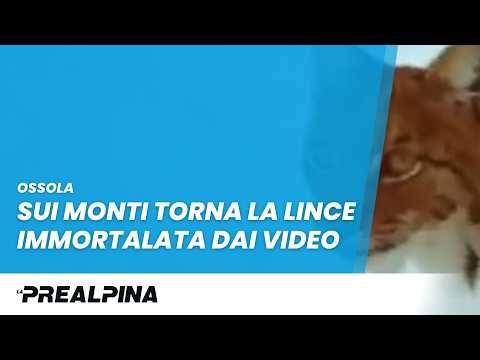 Ossola, la lince torna a farsi vedere