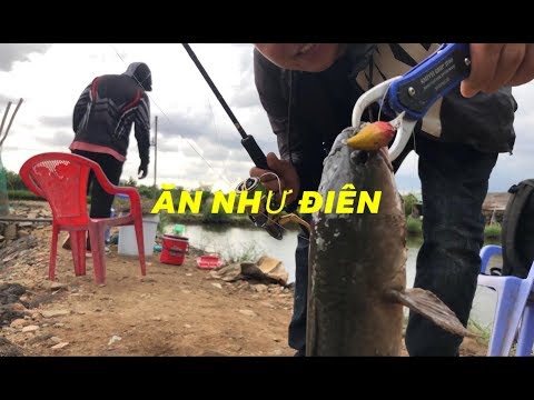 Cá lóc  ăn lure như chết đói ở hồ câu  Út Lệ ( 2019)