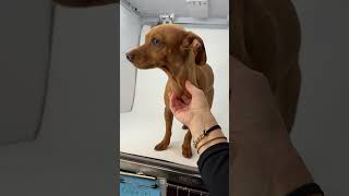 Video preview image #1 Chiweenie Puppy For Sale in Benton, LA, USA