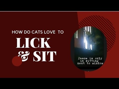How do Cats Love to Lick and Sit😻||  Cat Grooming ||Coco the Cat