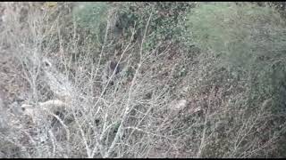 Oseznos en Castilla y León