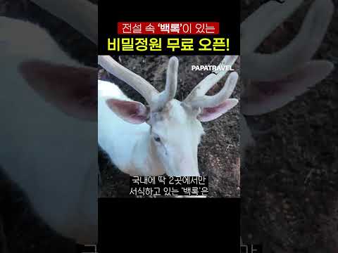 하얀색 사슴 백록, 큰 행운과 장수를 가져다주는 비밀정원