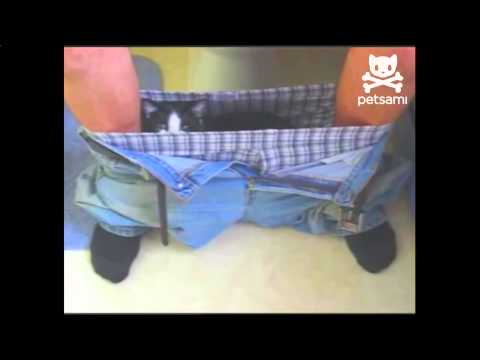 Cat Chills In A Man's Boxers While The Guy Uses The Toilet
