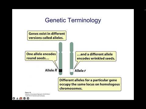 Chapter 3 Basic Principle sof Heredity