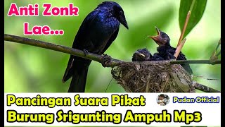 Download lagu PANCINGAN SUARA PIKAT BURUNG SRIGUNTING PALING AMPUH MP3 - MASTERAN SRIGUNTING mp3 Download lagu PANCINGAN SUARA PIKAT BURUNG SRIGUNTING PALING AMPUH MP3 - MASTERAN SRIGUNTING mp3