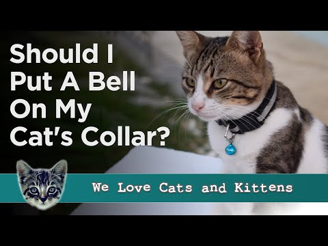 Should Cats Wear Bells On Their Collars? Are They Helpful Or Harmful?