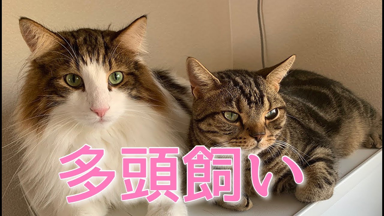 猫の多頭飼い経験談 猫同士が仲良くなるまでの軌跡 ねこわさ