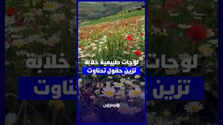 لوحات طبيعية خلابة تزين حقول تحناوت بإقليم الحوز thumbnail
