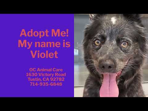 Violet- Australian Cattle Dog at OC Animal Care, Tustin, CA