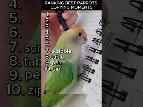 RANKING BEST PARROT COPYING MOMENTS