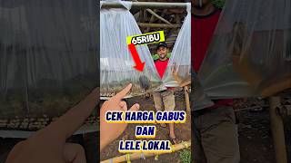 Download lagu CEK HARGA GABUS & LELE LOKAL‼️ mp3