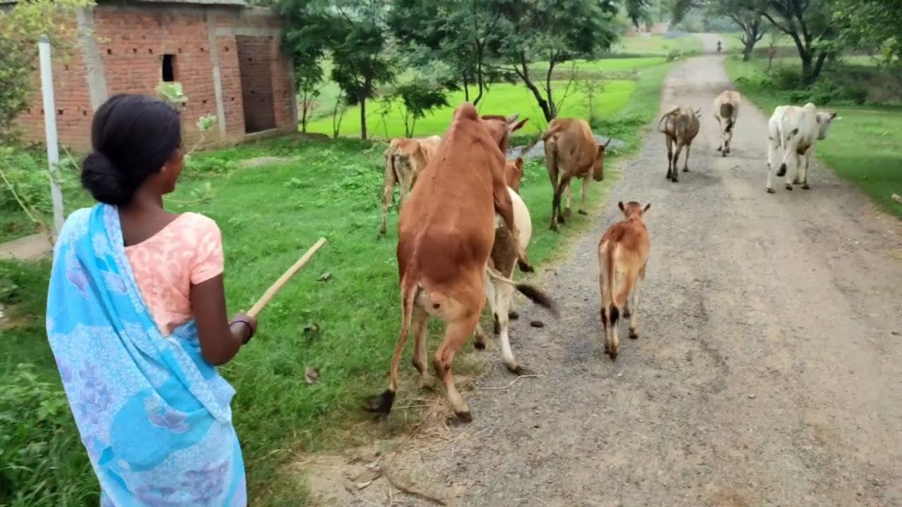 मेरे गाँव का Desi Vlog video | Ashray poksari