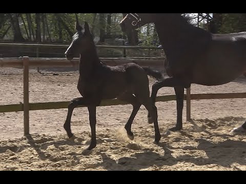 *2020 Hengst von Delorean - Radisson SOLD!!!