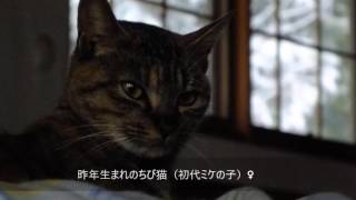 映像詩『冬の詩』～2017年1月の寒波に寄せて～音楽：Mary's Boy Child / Seraph Choir