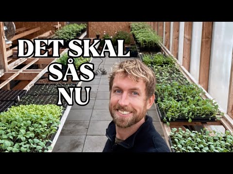 Grøntsager du skal så i April måned (for at blive selvforsynende)