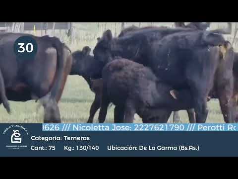 Lote Hembras - De la Garma Bs As