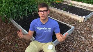 How to Grow Beets - Complete Growing Guide