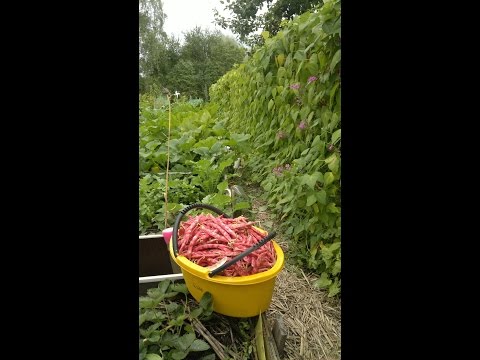 Фасоль.Советы огородникам.