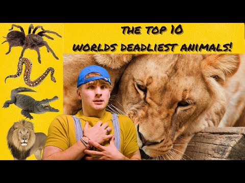 , title : 'THE TOP 10 WORLDS DEADLIEST ANIMALS'