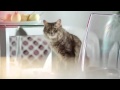 Кошки в рекламе «UniCredit Bank» 2012 год_Киев +38 067 911 62 83 ...