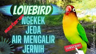 Download lagu Lovebird Bird Sounds Pause Water flows mp3