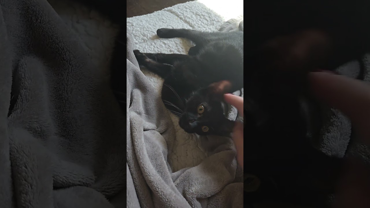 Enlarge Bayu, a Adoptable Domestic Short Hair in highlands ranch, CO video 4/6