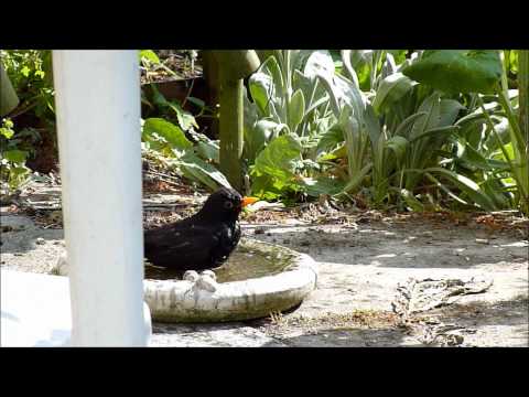 So so lobbie, Theo Bijlhout