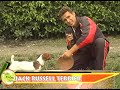 Entrenando a mi mascota raza jack russel terrier