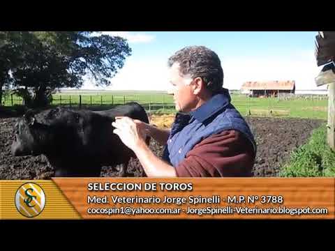 Selección de toros 16/08/17