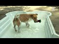Verkoeling en waterpret voor Dordtse asielhonden