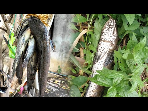 SE03EP203 - MGA DALAG at HITO PARA sa BISITA | San Pablo City, Laguna