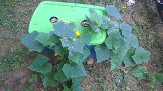 Kratky cucumber update