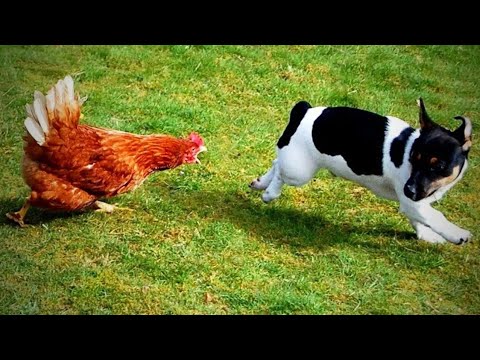 Faze comice 😄 Incearca sa nu razi 😄 Mori de ras 😄 Citeste descrierea