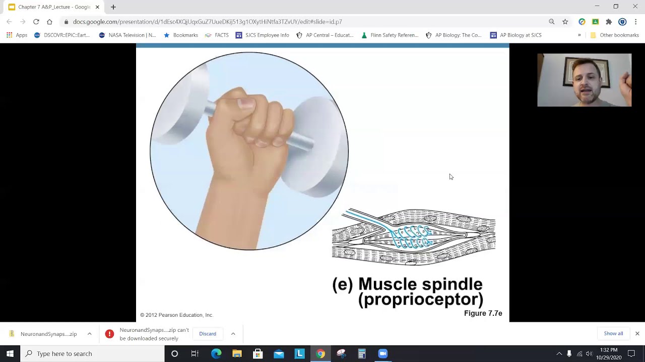 Anatomy Chapter 7, Part 1: The Nervous System