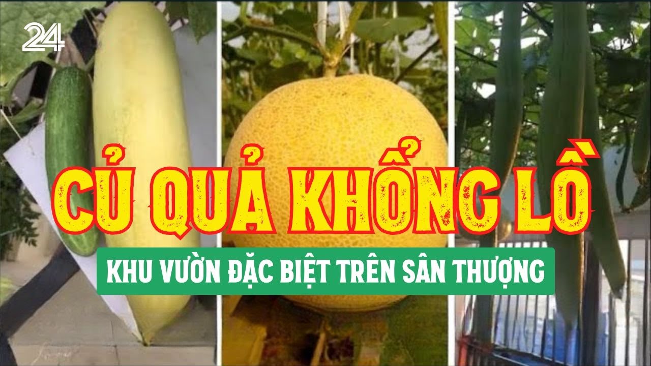 Khu vườn củ quả khổng lồ đặc biệt trên sân thượng | VTV24